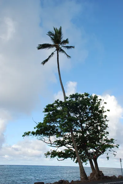 2007_05_30_HAWAII (132) (Large).JPG